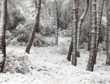 Θεσσαλονίκη: Απεγκλωβίστηκαν 12 άτομα που είχαν παγιδευθεί στον Χορτιάτη